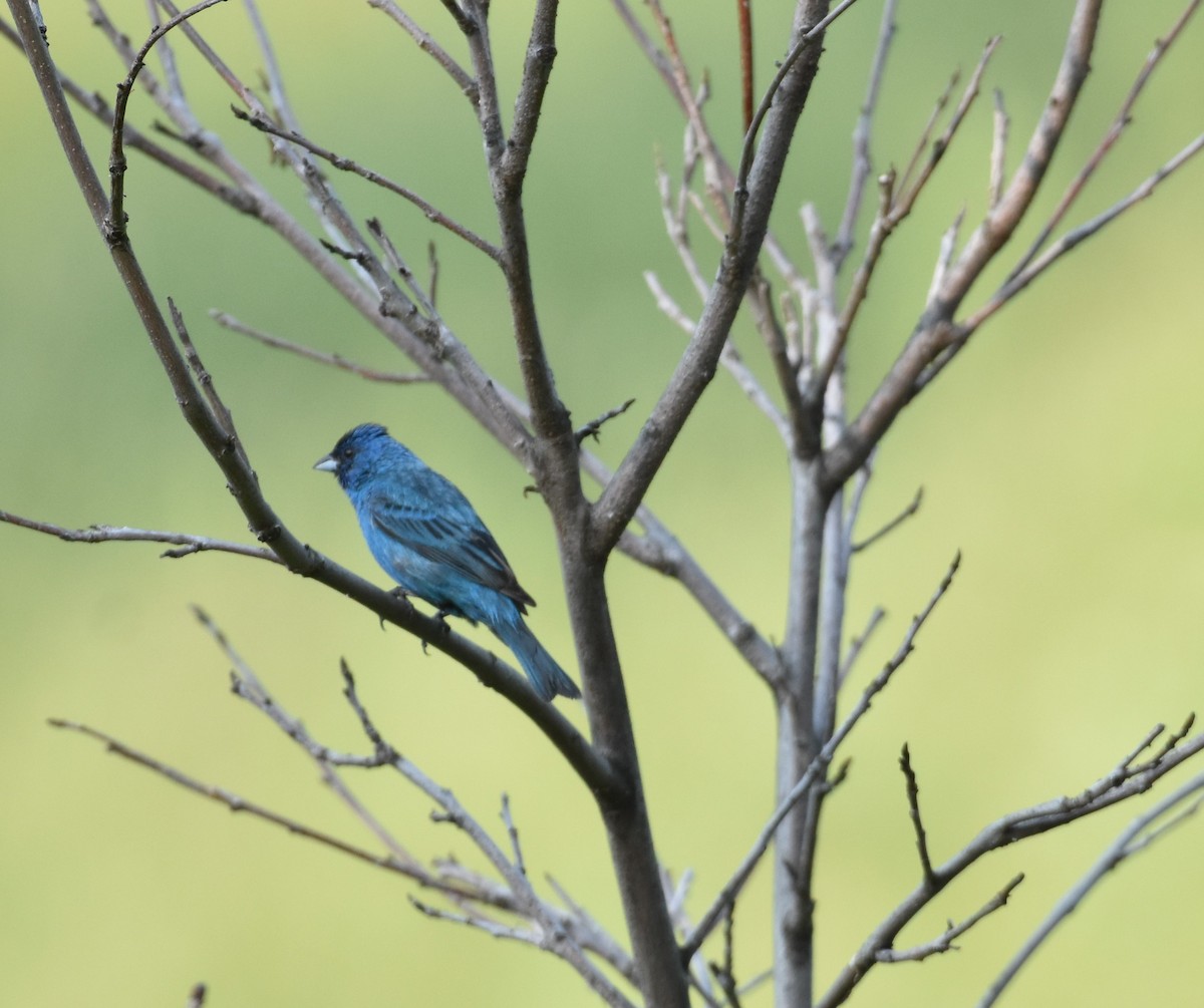 Indigo Bunting - ML621907930