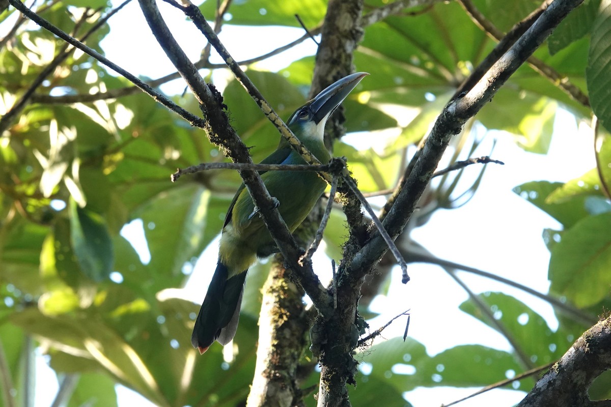 Blue-banded Toucanet - ML621907999