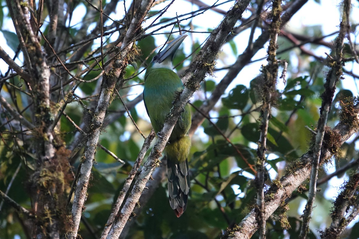 Blue-banded Toucanet - ML621908000