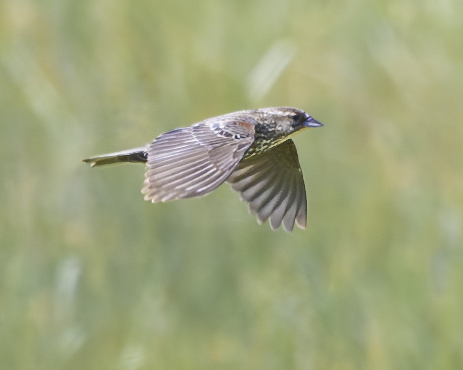 Red-winged Blackbird - ML621908096