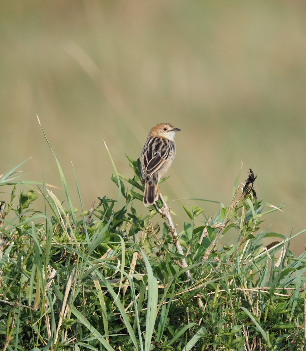 Stout Cisticola - ML621908103