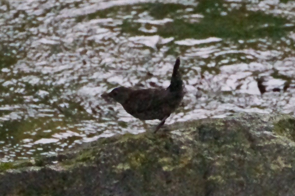 Brown Dipper - ML621908108