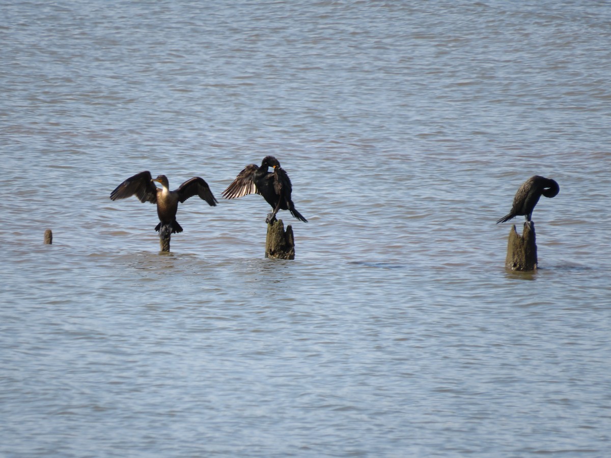 Double-crested Cormorant - ML621908228