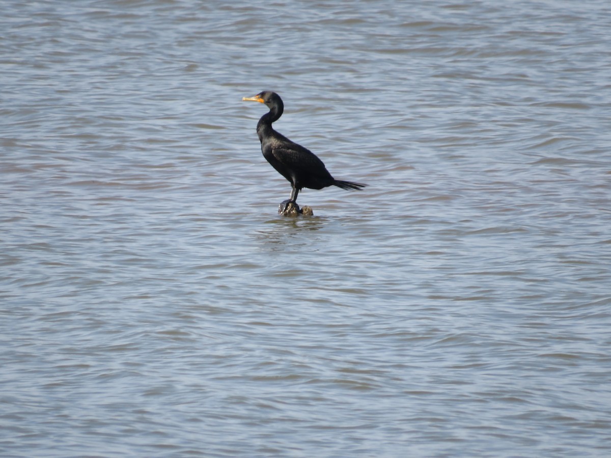 Double-crested Cormorant - ML621908230