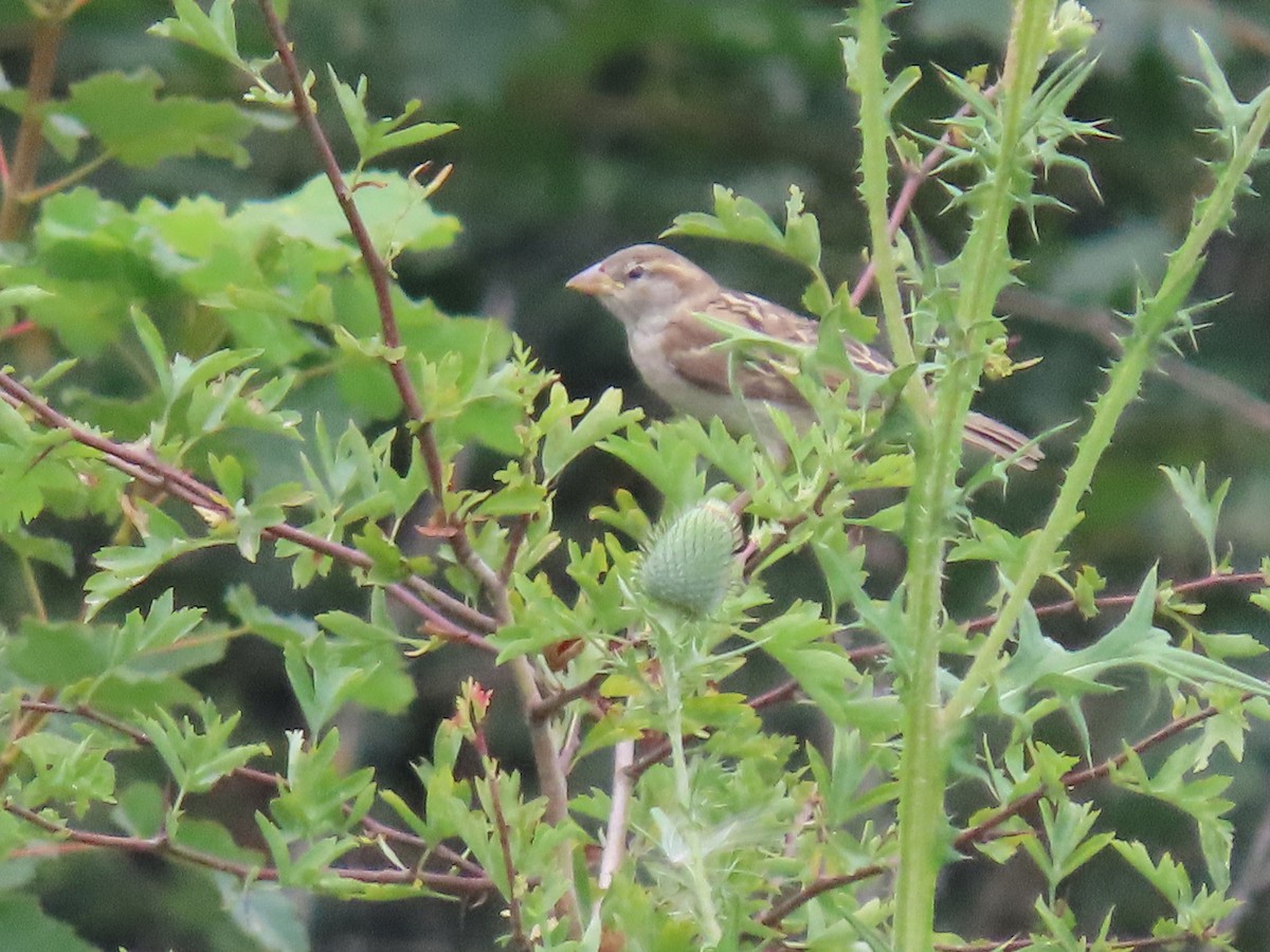 House Sparrow - Thomas Brooks