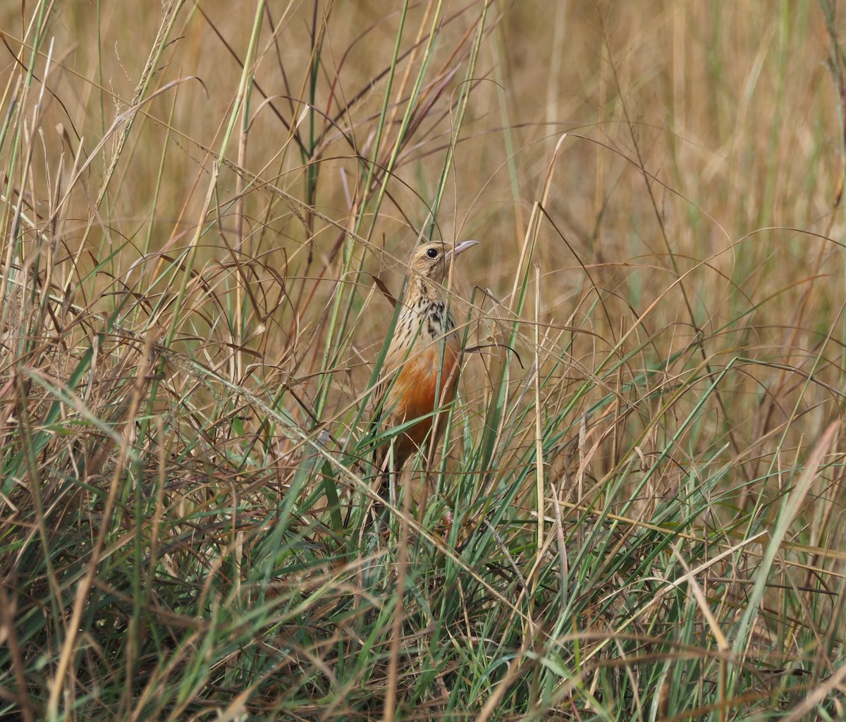 Rosy-throated Longclaw - ML621908276