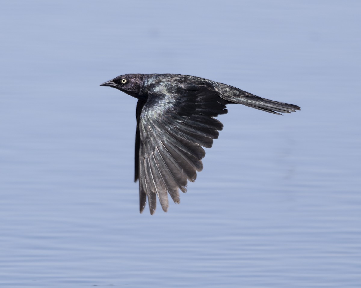 Brewer's Blackbird - ML621908293
