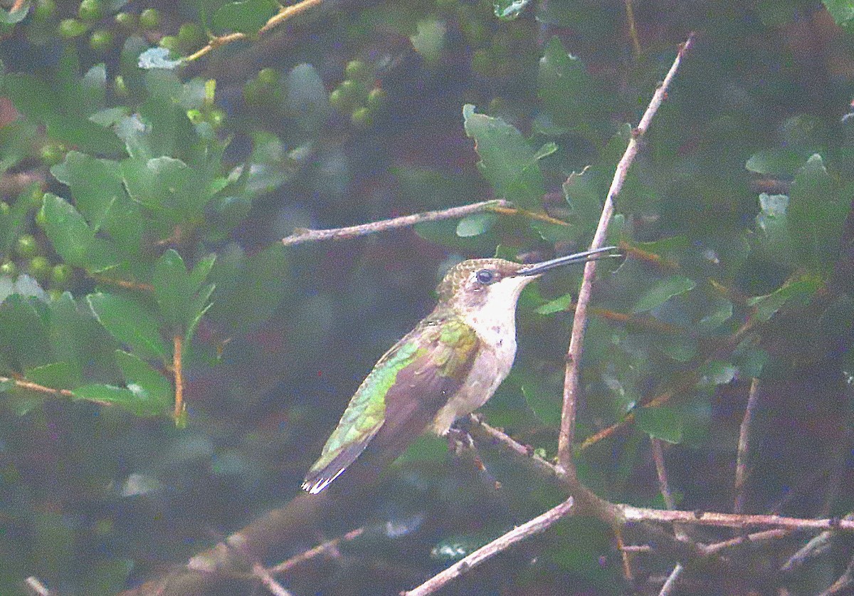 Colibri à gorge rubis - ML621908297