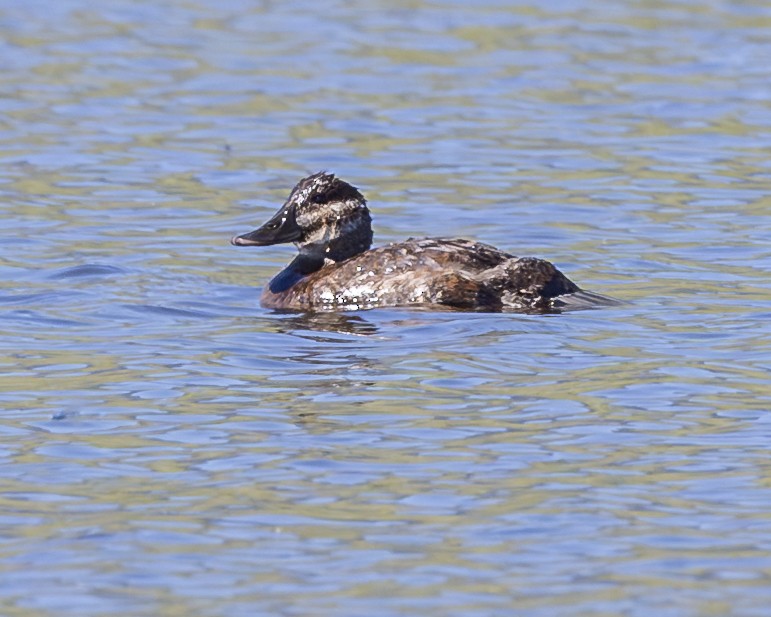 Ruddy Duck - ML621908415