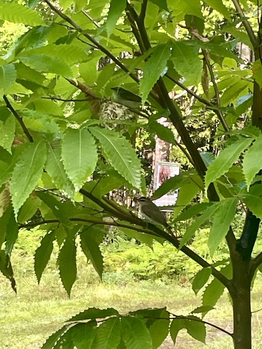 Red-eyed Vireo - ML621908421