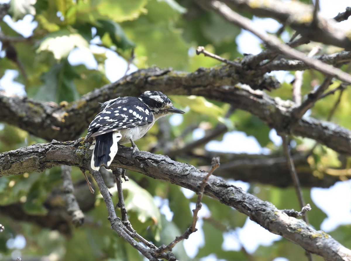 Downy Woodpecker - ML621908517