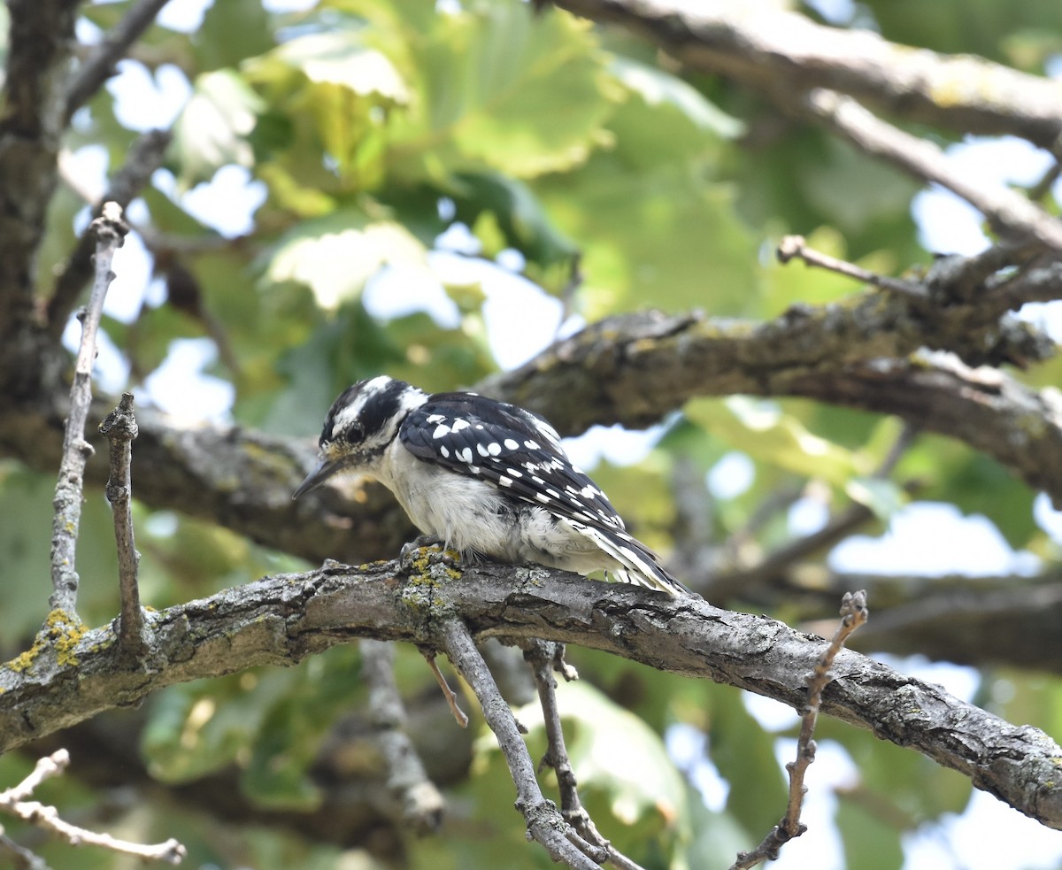 Downy Woodpecker - ML621908518