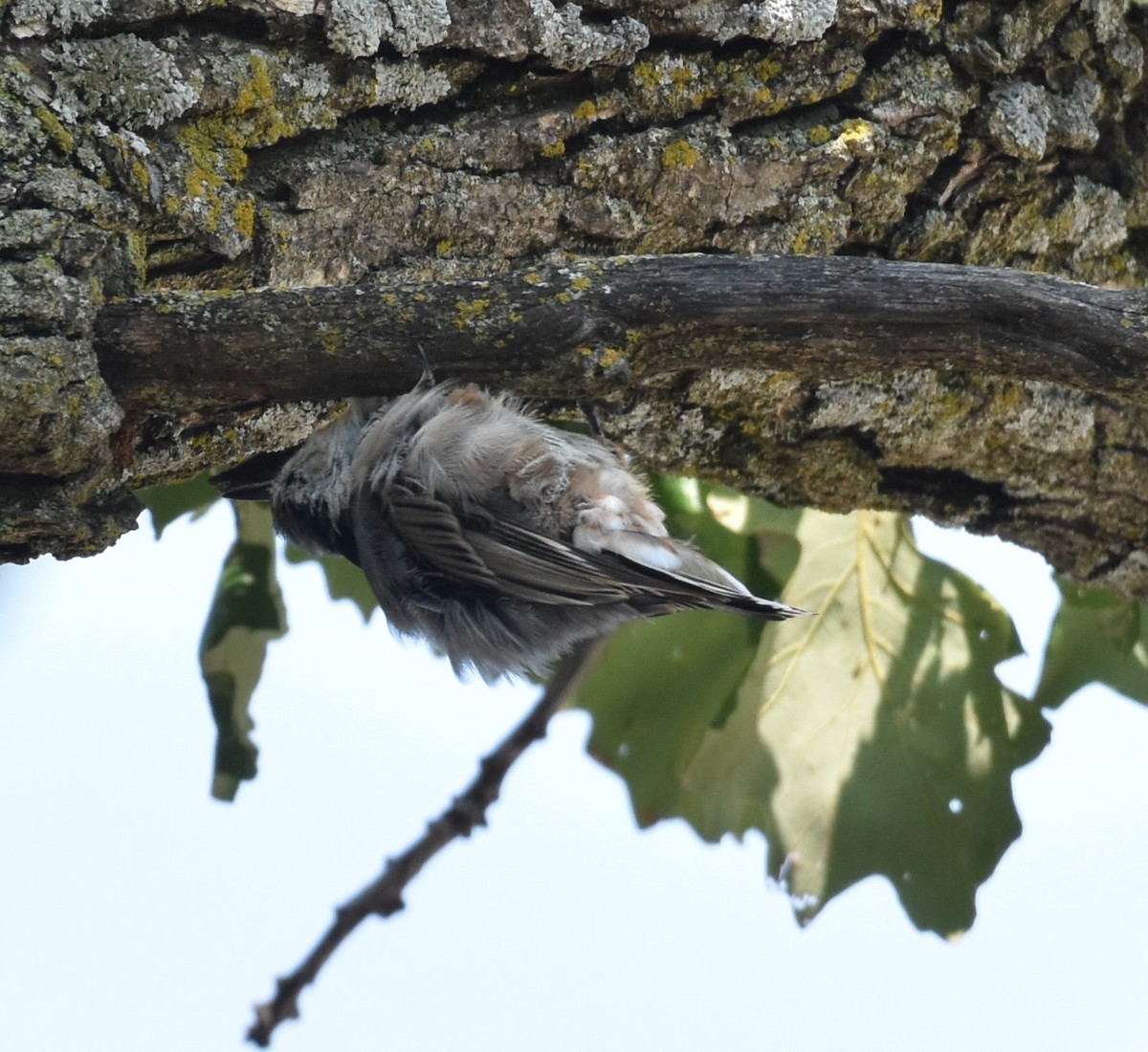 White-breasted Nuthatch - ML621908525