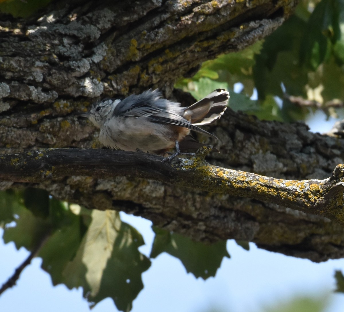 White-breasted Nuthatch - ML621908526