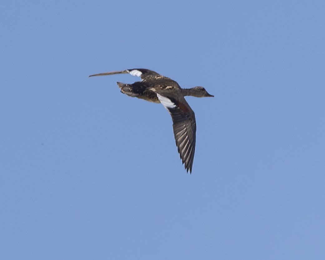 Gadwall - ML621908530