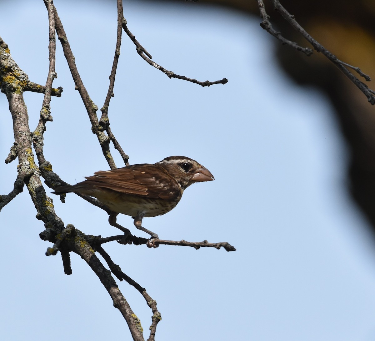 Rose-breasted Grosbeak - ML621908540