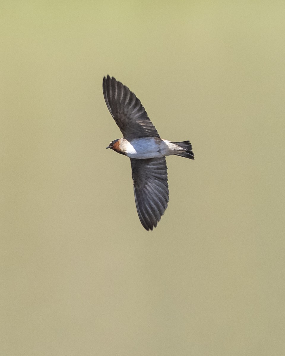 Cliff Swallow - ML621908564