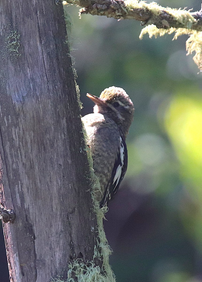 Red-naped Sapsucker - ML621908576