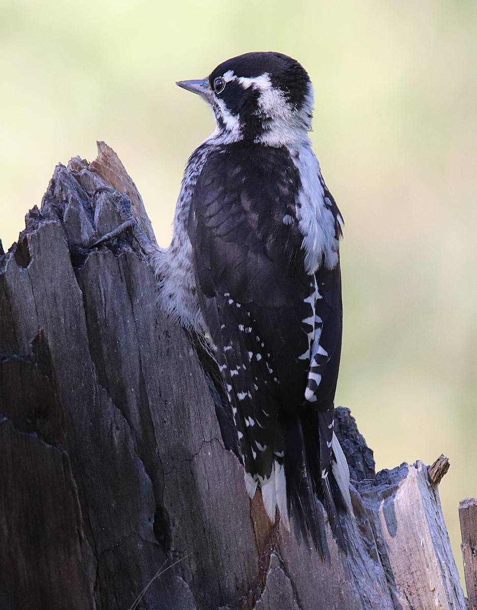 American Three-toed Woodpecker - ML621908615