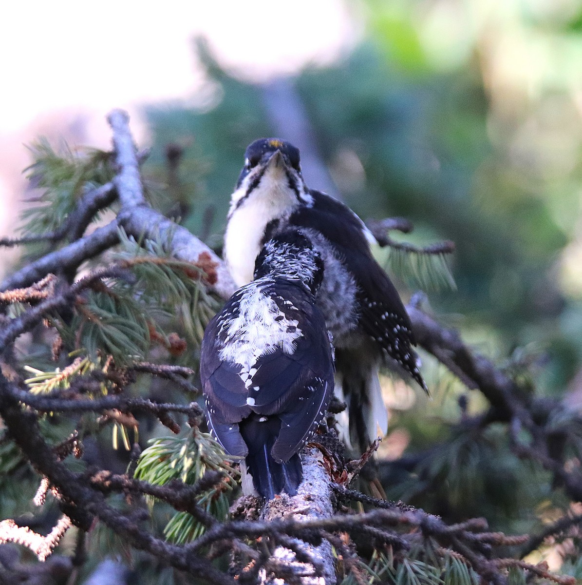 American Three-toed Woodpecker - ML621908616