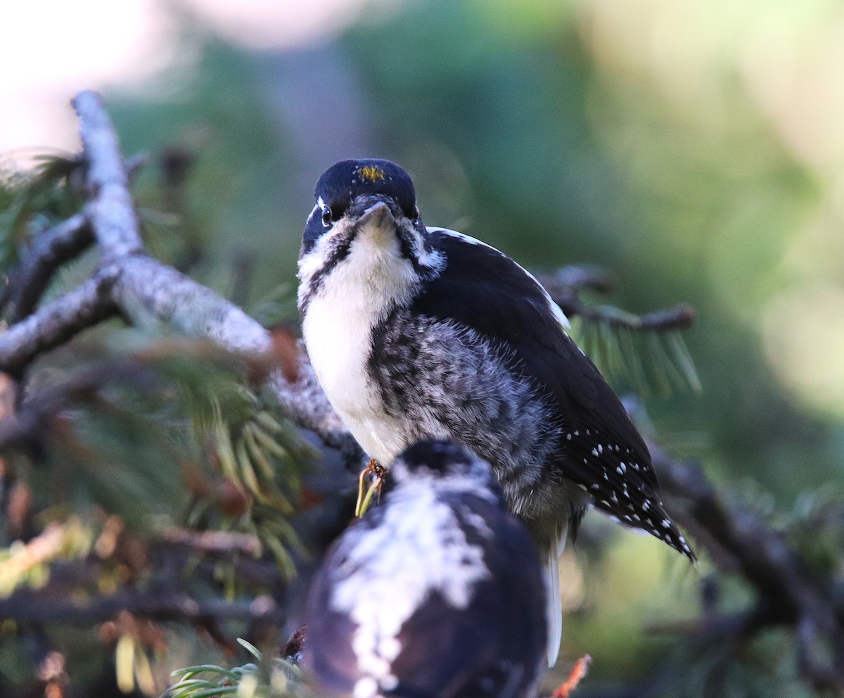 American Three-toed Woodpecker - ML621908618