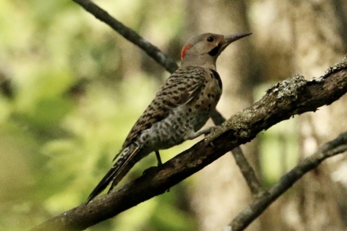 Northern Flicker - ML621908741