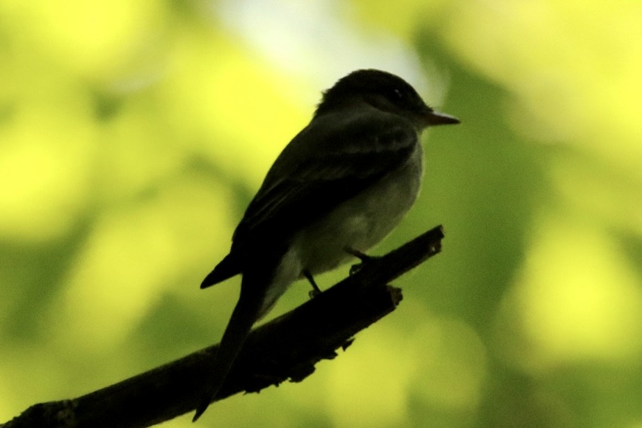 Eastern Wood-Pewee - ML621908749