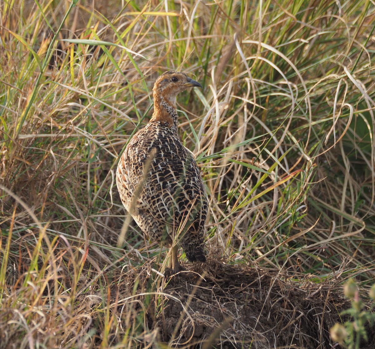 Red-winged Francolin - ML621908775