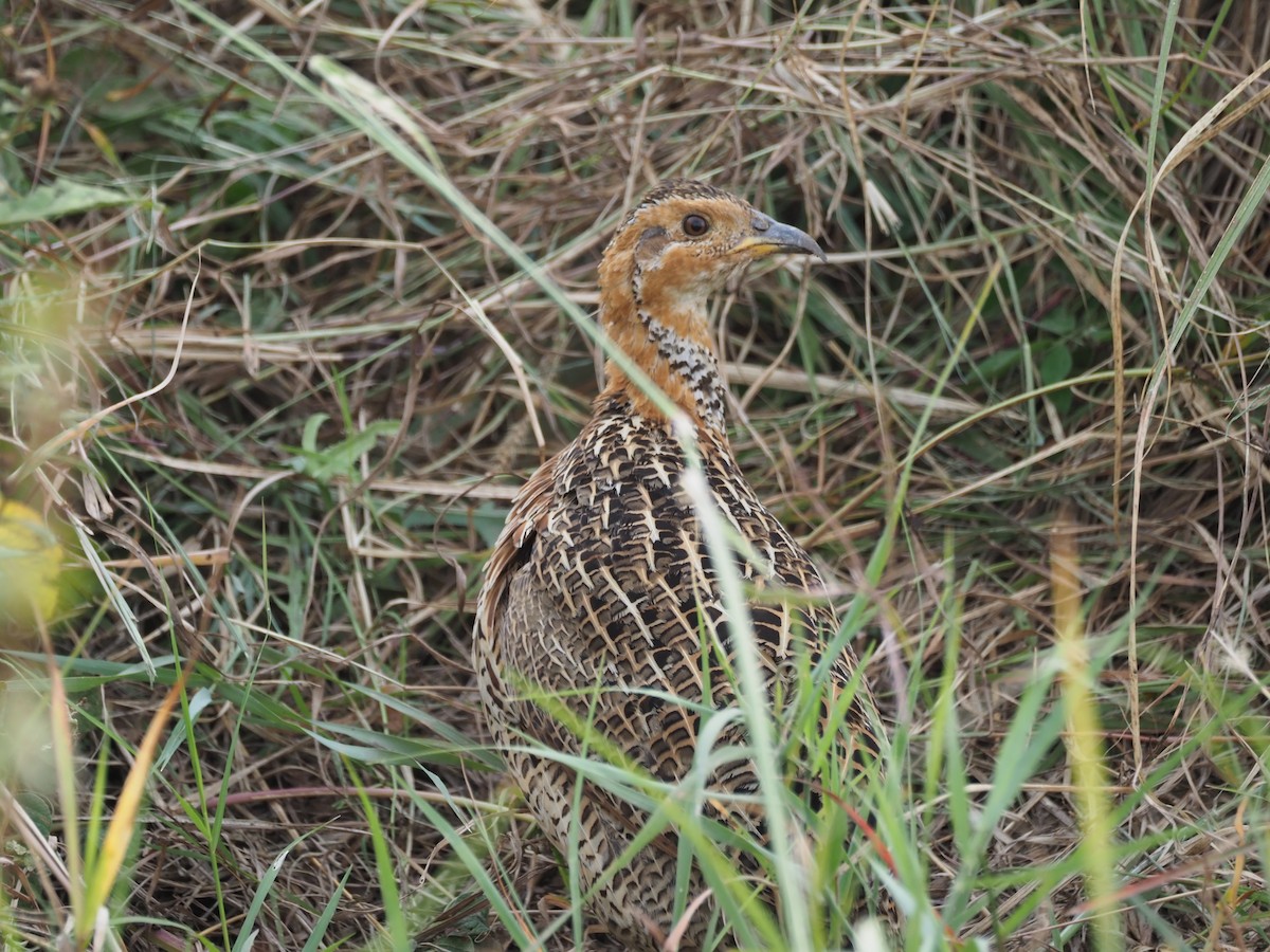 Red-winged Francolin - ML621908776