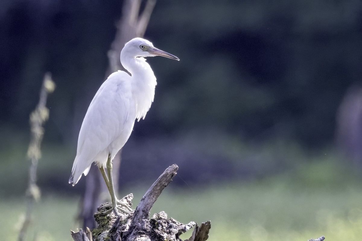 Little Blue Heron - ML621908836