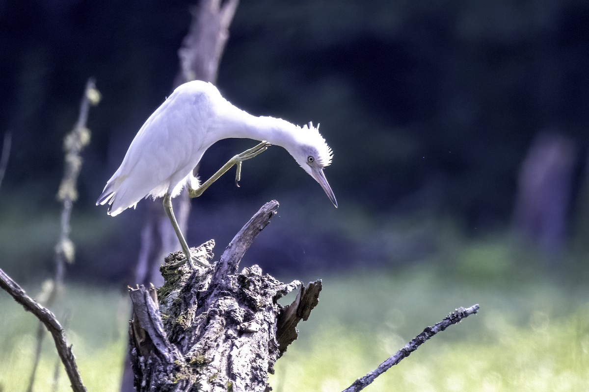Little Blue Heron - ML621908837