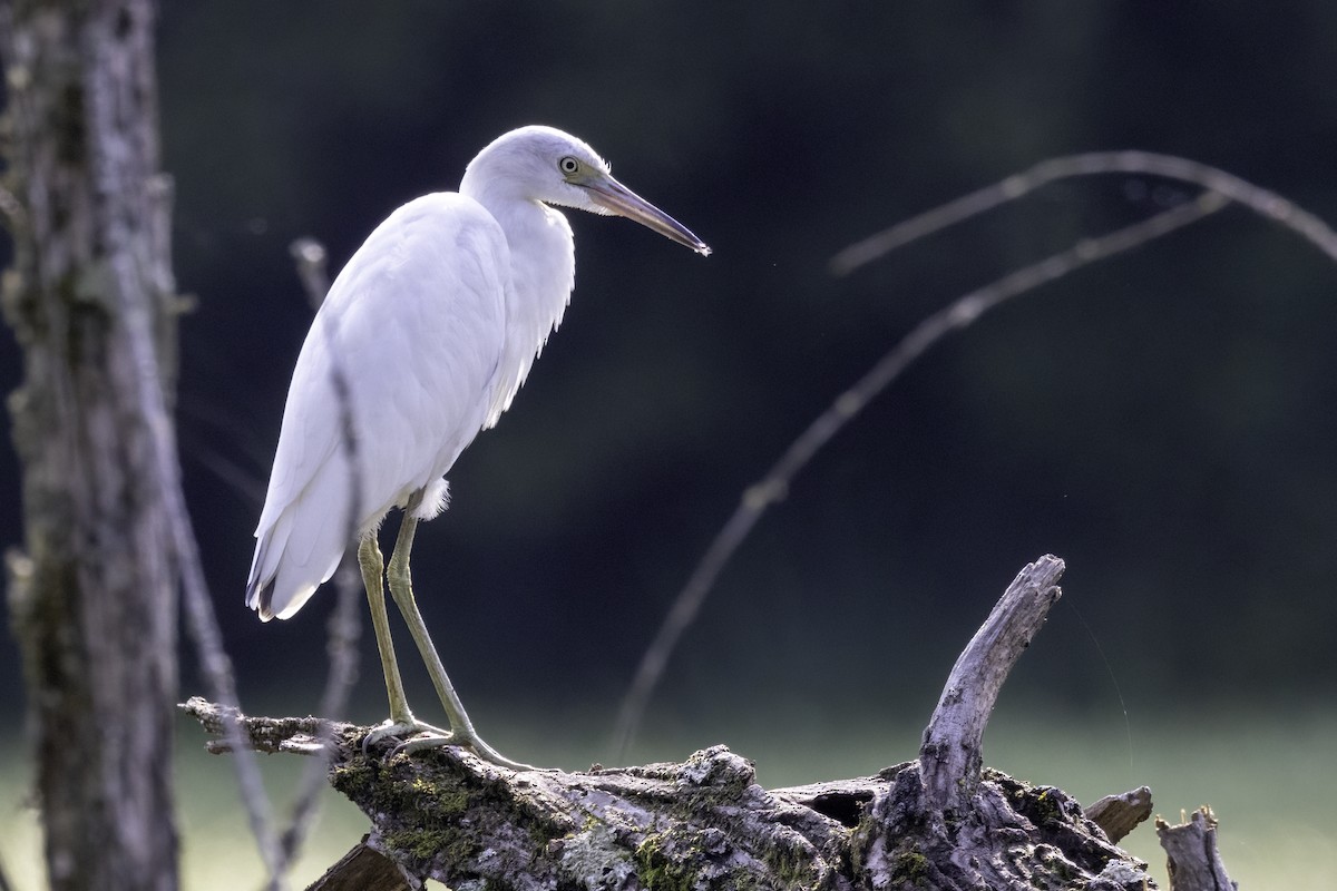 Little Blue Heron - ML621908838