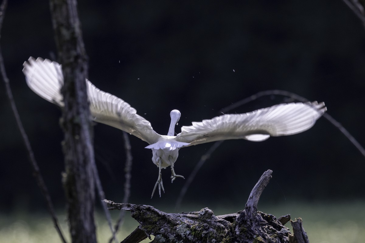 Little Blue Heron - ML621908839