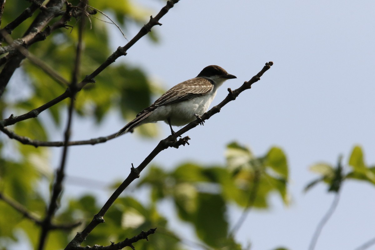 Eastern Kingbird - ML621908862