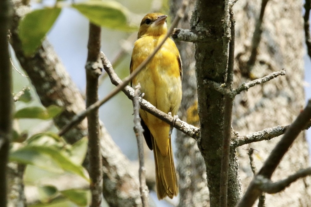 Baltimore Oriole - ML621908873