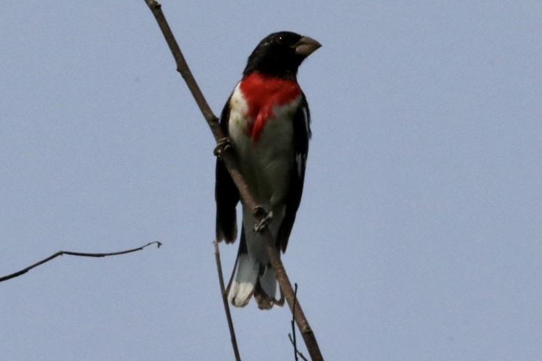 Rose-breasted Grosbeak - ML621908889