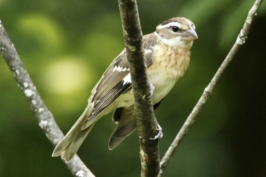 Rose-breasted Grosbeak - ML621908890