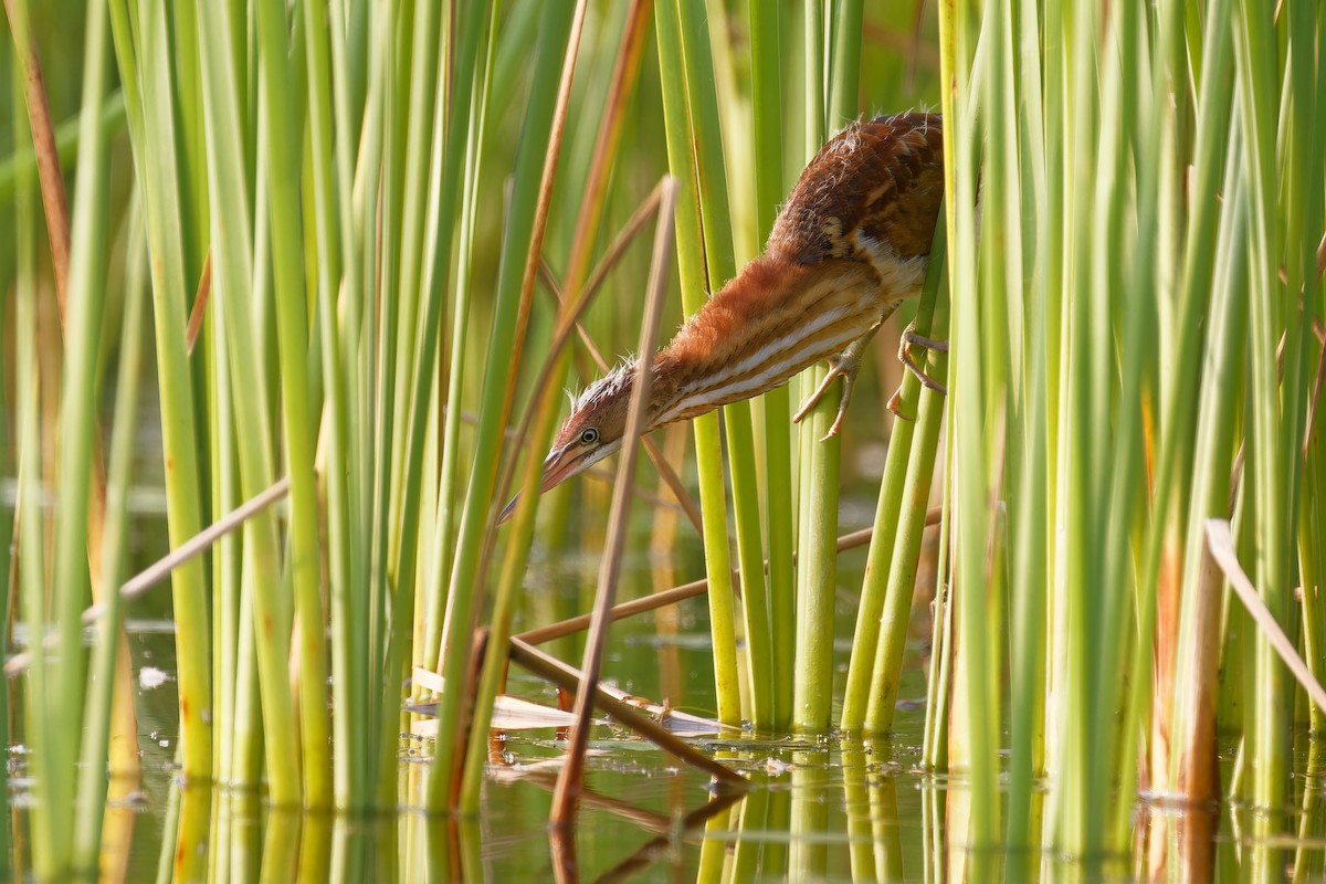 Least Bittern - ML621908894