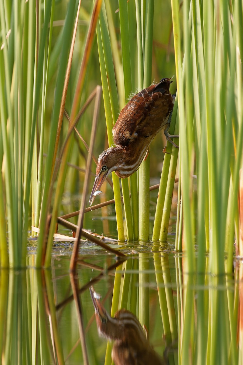 Least Bittern - ML621908908