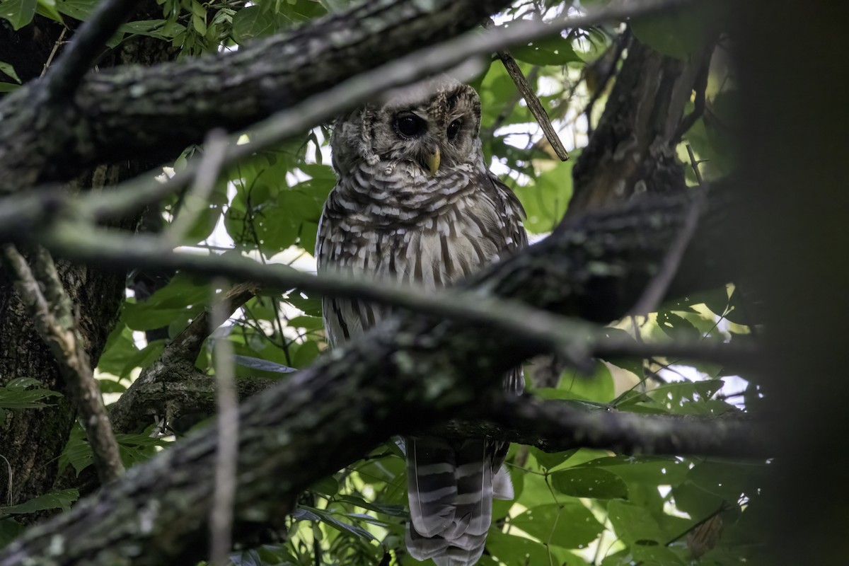Barred Owl - ML621908940
