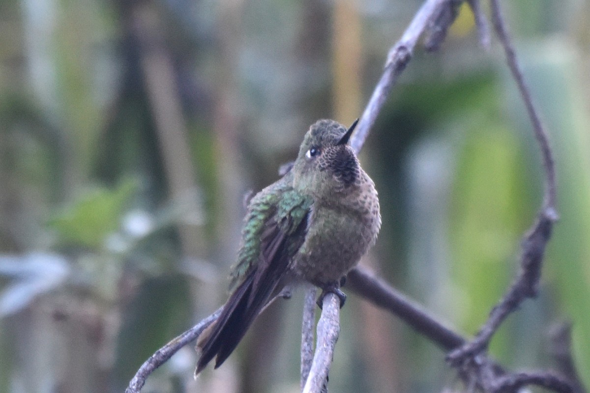 Bronze-tailed Comet - ML621908942