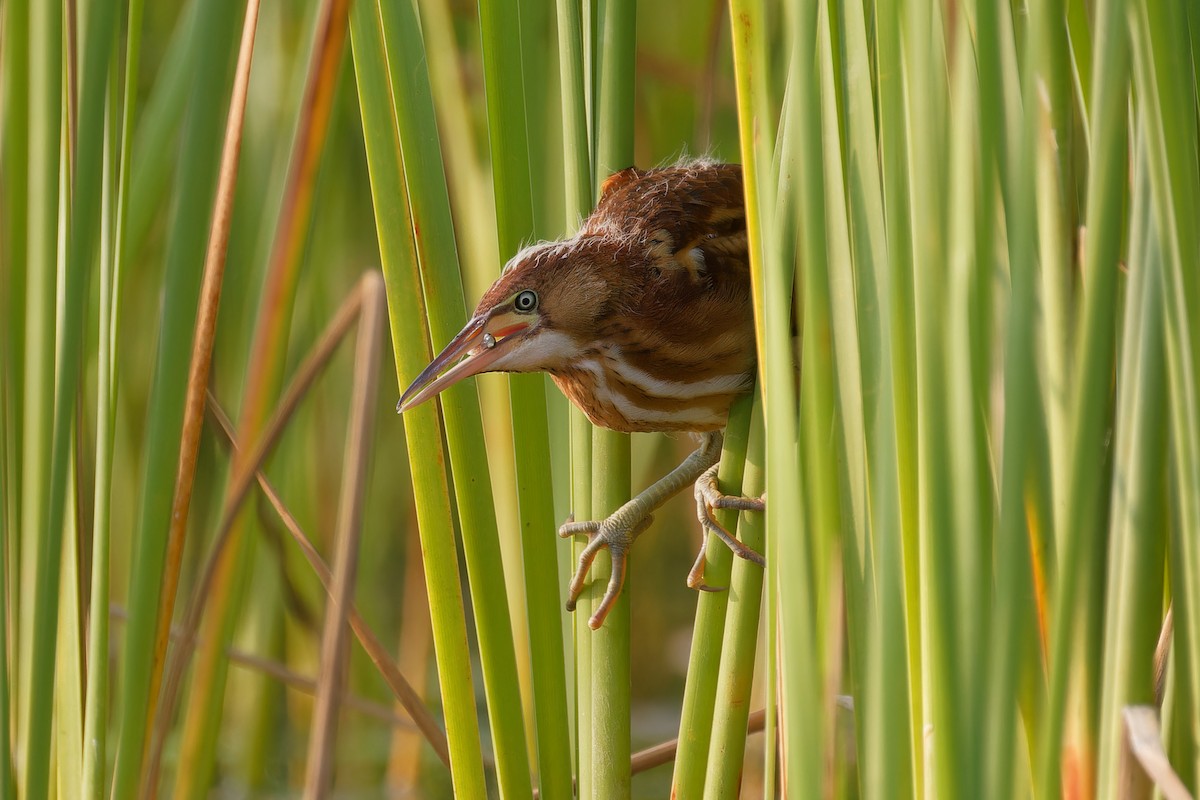 Least Bittern - ML621908945