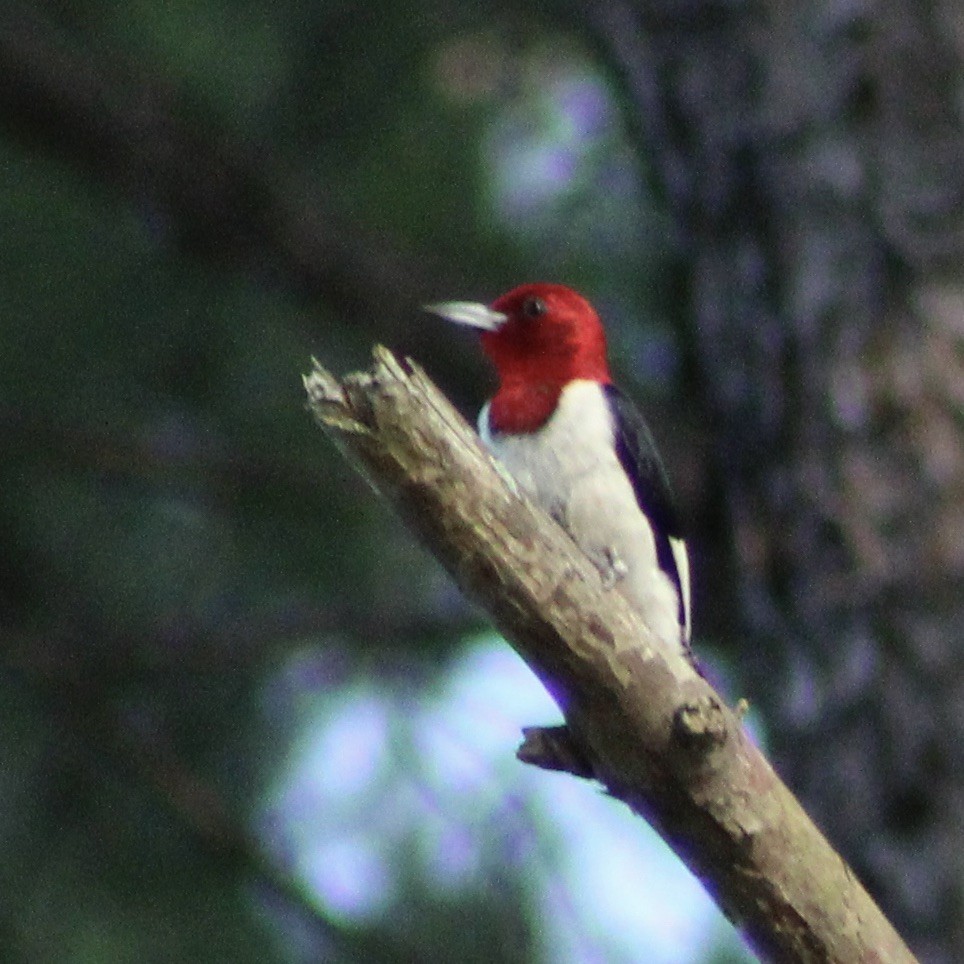 Red-headed Woodpecker - ML621908958