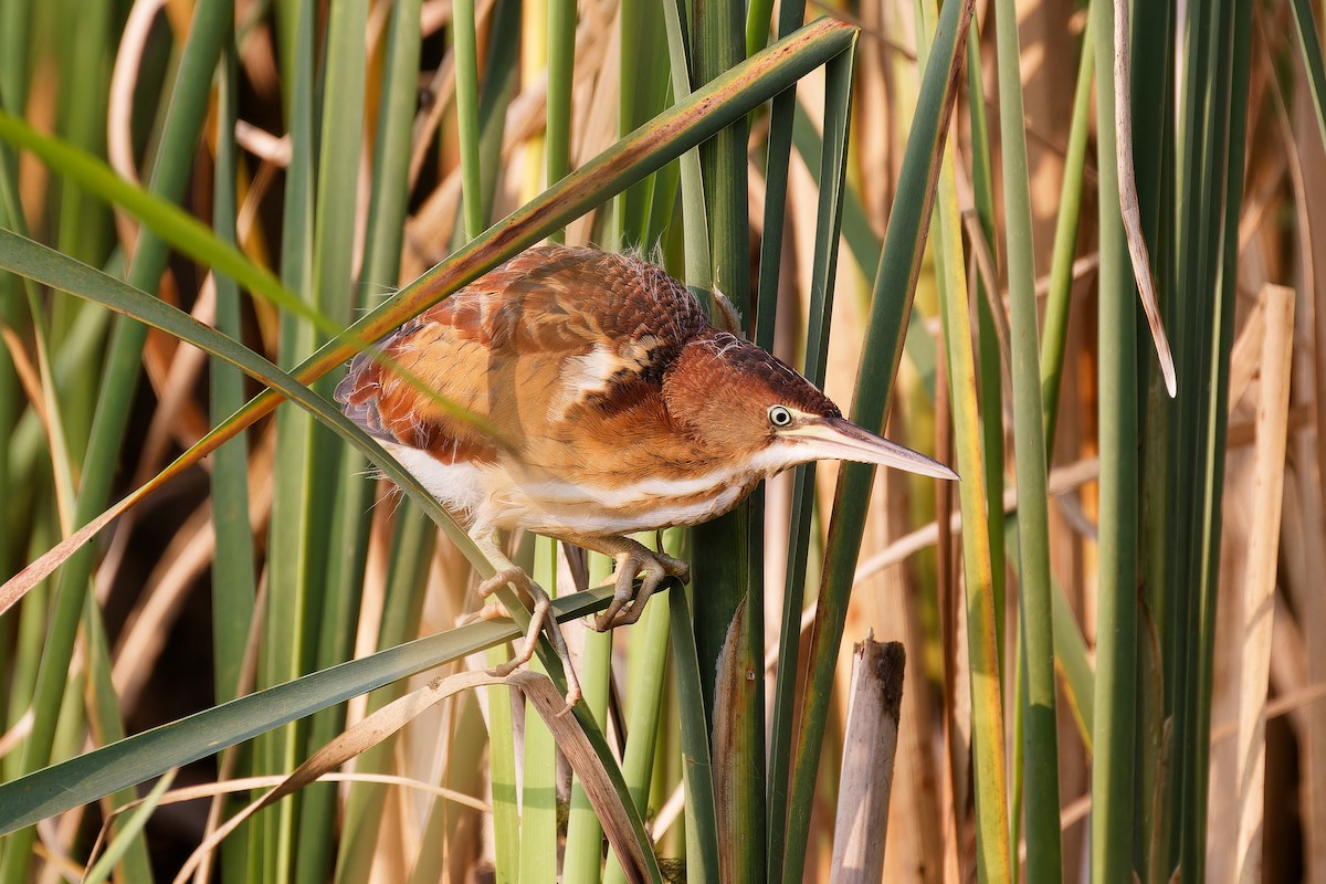 Least Bittern - ML621908968
