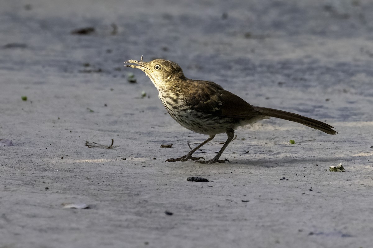 Brown Thrasher - ML621909014