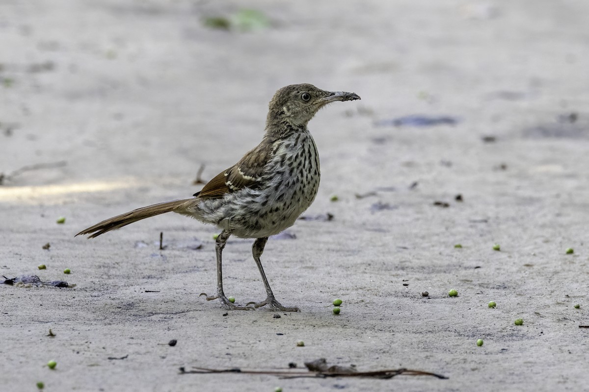 Brown Thrasher - ML621909015