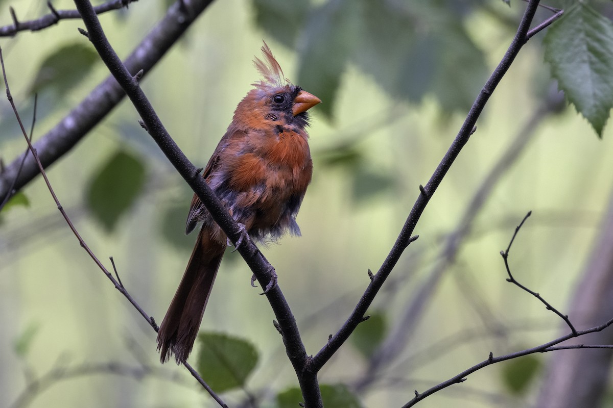 Northern Cardinal - ML621909027
