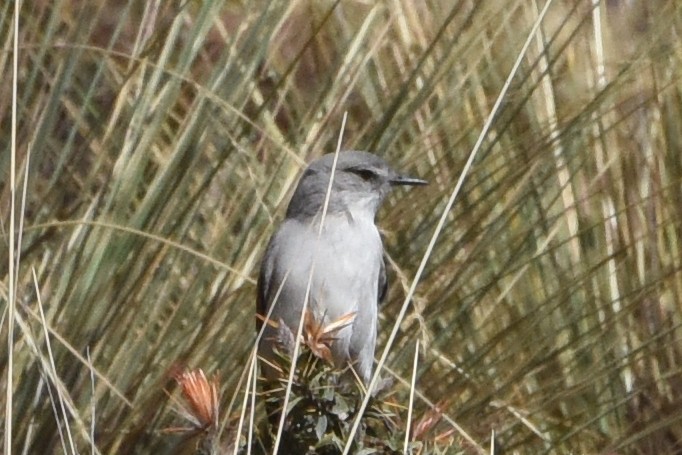 Cinereous Ground-Tyrant - ML621909028