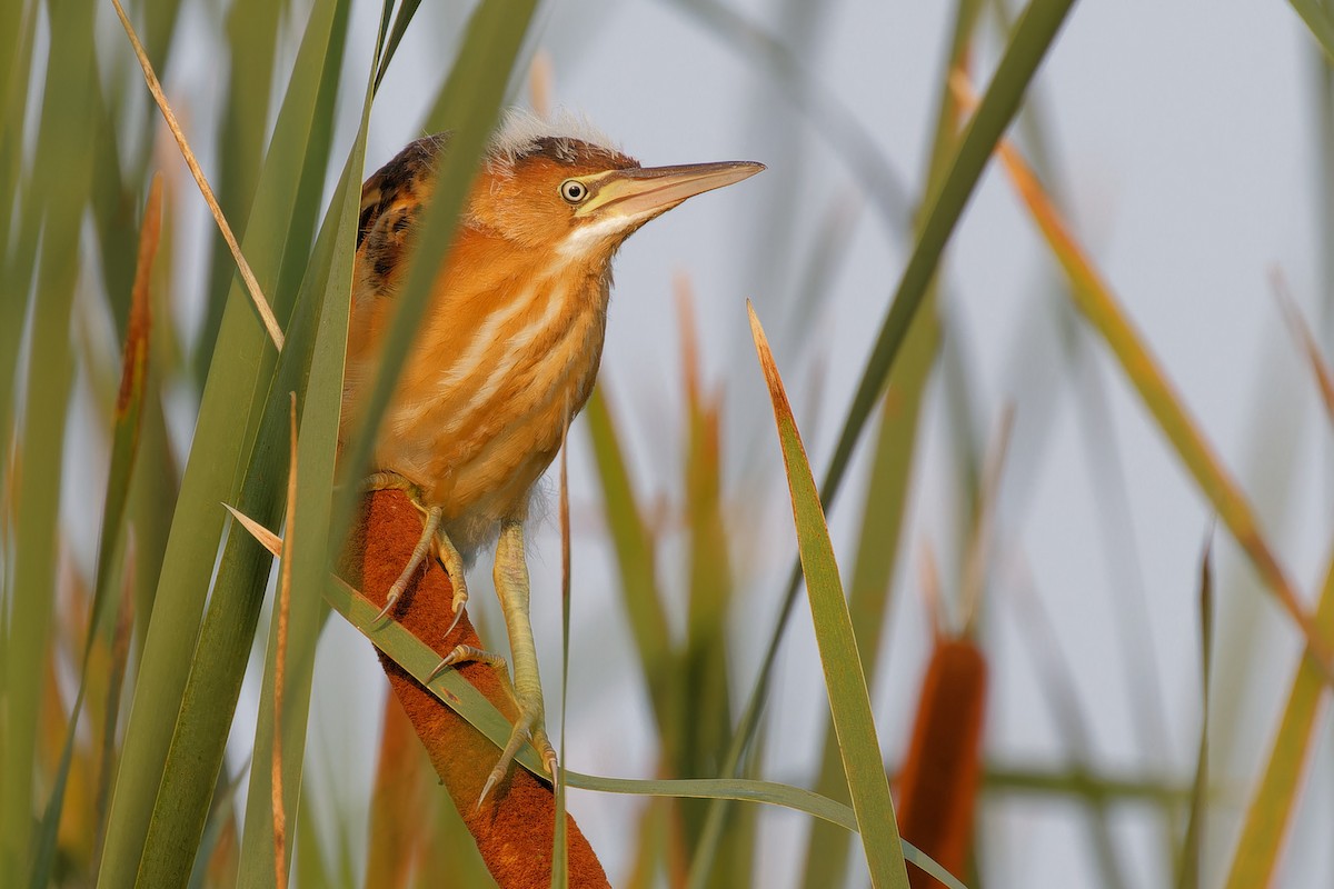 Least Bittern - ML621909039