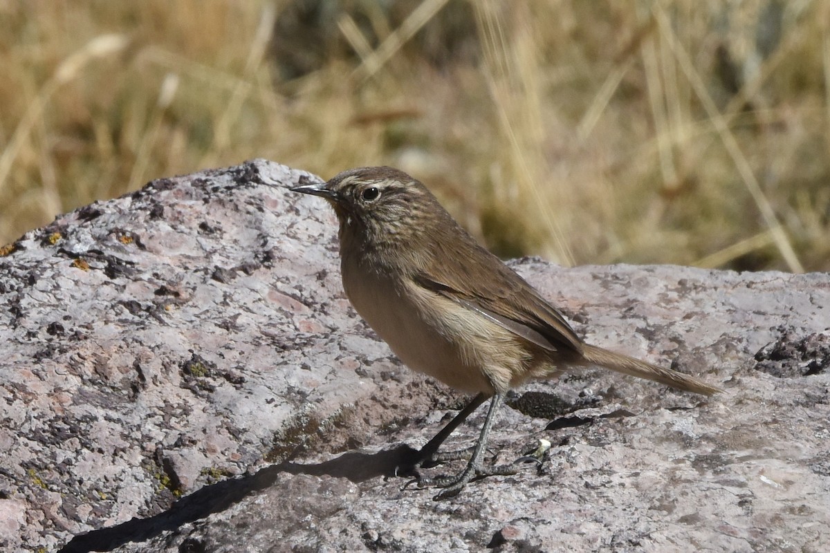 Streak-throated Canastero - ML621909040